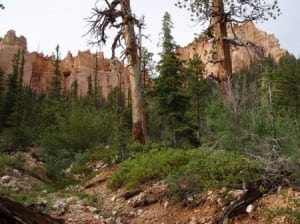 Under The Rim Trail Bryce Canyon