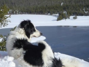 Junebug the dog on a snowshoe trip in Montana.