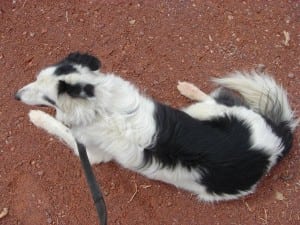Junebug the dog on a trail run in Death Valley National Park.