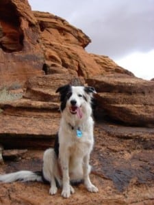 Junebug the dog on a hike in southern Utah