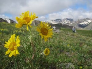Sunflower in Rocky Gulch San Juan Mountains