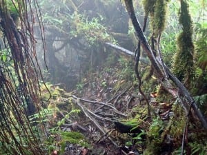 Fuego y Agua junglegym