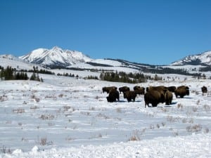 Bison and Electric Peak in a Yellowstone winter.