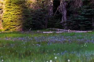 Waldo 100k - Pothole Meadows
