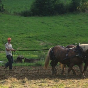 Joel Wolpert - horses