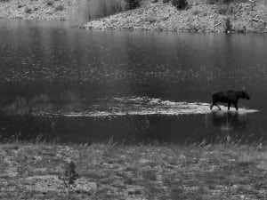 moose on lake