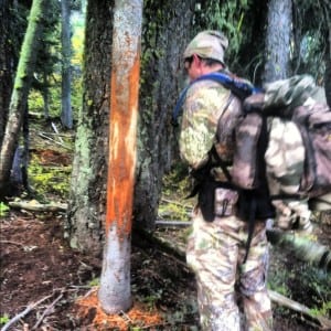 Mike Wolfe - elk tree rub