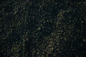 Ryan Sandes-Ryno Griesel-Grand Drakensberg Traverse-bush