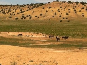 Wild burros in Utah
