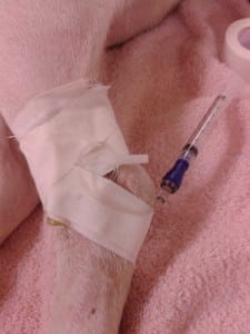 Leon Lutzs dog Mamie 5