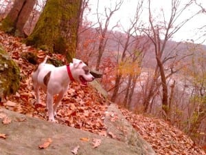 Leon Lutzs dog Mamie 6