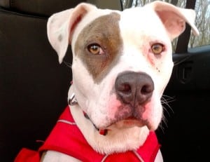 Leon Lutz dog Mamie 1