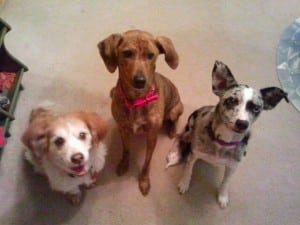 Kaci Lickteig's dogs