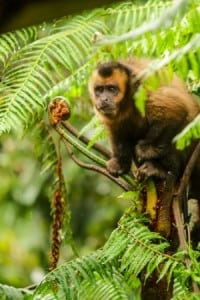 Daniel_Rowland_Jungle_Ultra_iRunFar_4