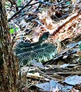 Ryan Sandes rattlesnake