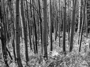 Spirit of the Race 3