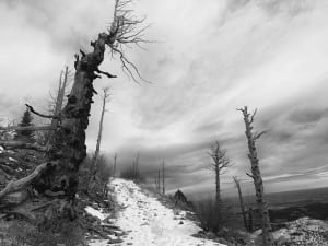 Joe Grant privilege 6