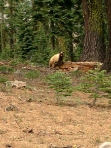 black bear Sierra Nevada