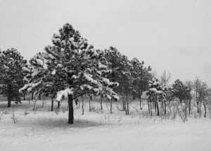 Joe Grant - Winter 6