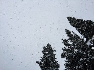 Joe Grant - Winter 5