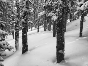 Joe Grant - Winter 2