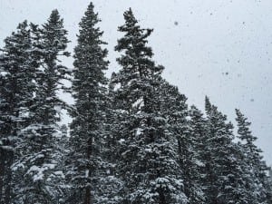 Joe Grant - Winter 4