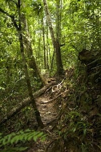 Trail Krabi