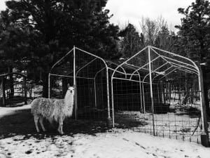 Joe Grant - A Run with Friends 7