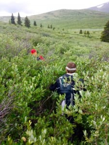 Andrew and Stefan Griebel hiking through willows on Mount Bierstadt (James Sims)