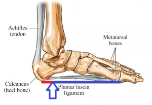 PF.Web.Md.3.rearfoot