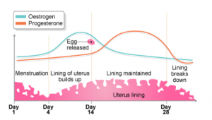 Visual representation of the menstrual cycle