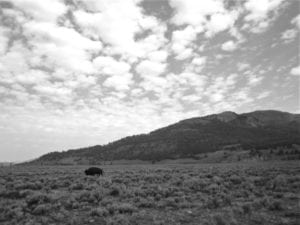 Yellowstone National Park