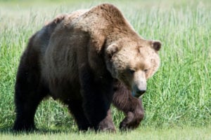 Brown Bear with Back Hump (Marshmallow, Wikimedia Commons)