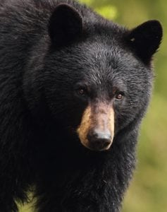 Black Bear with Roman nose (Pat Gaines, Creative Commons license)