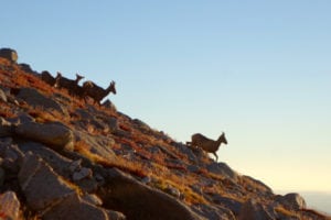 bighorn-sheep-on-mount-shavano-meghan-hicks-nolans-14