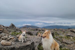 Justin's dogs hiking a big weekend.