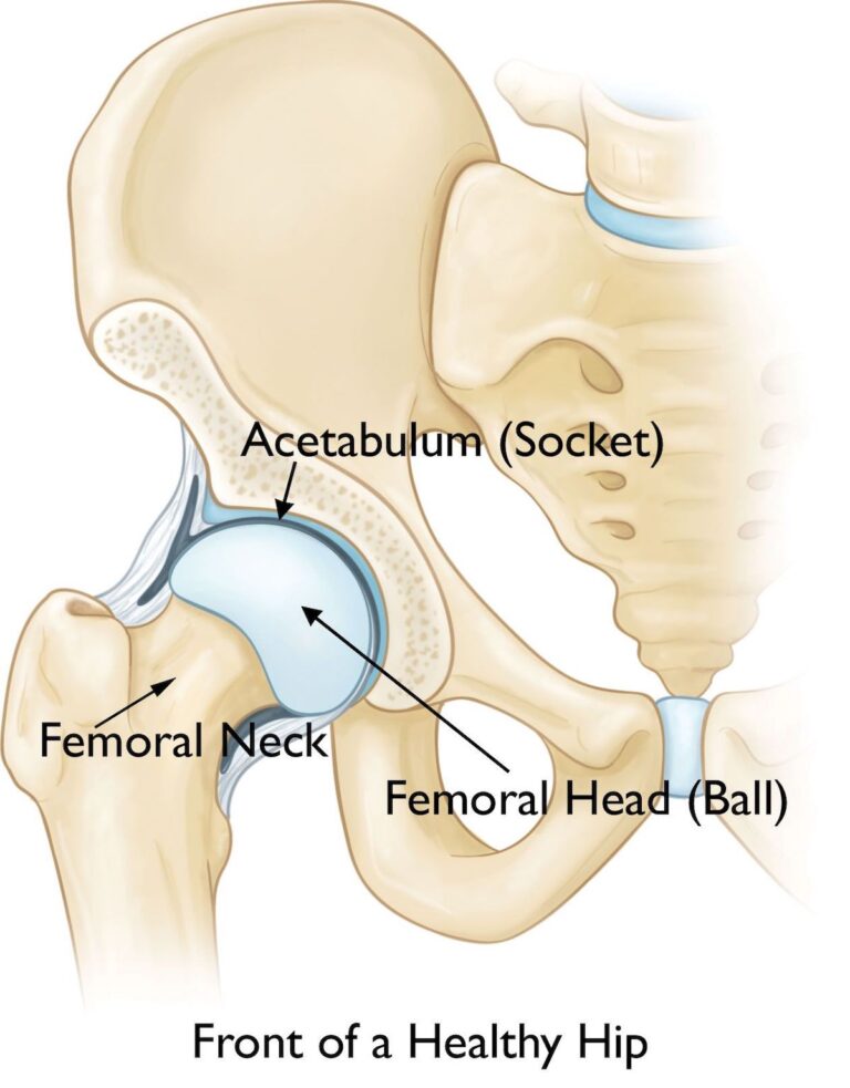 Healthy Hip Joint