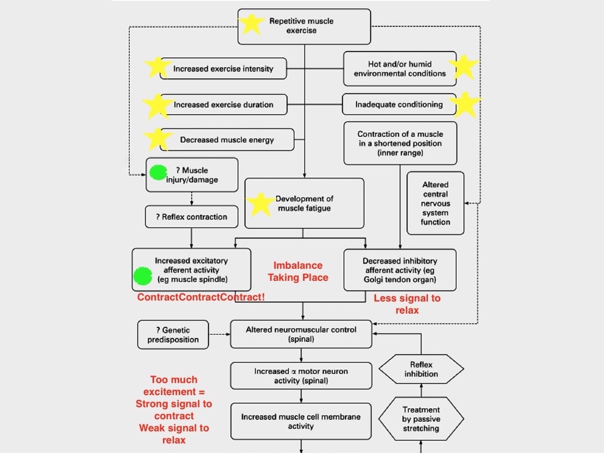 How exercise associated cramping occurs