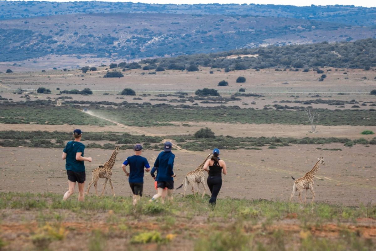 Tuesday Trails members running with giraffes on Amakhala Game Reserve
