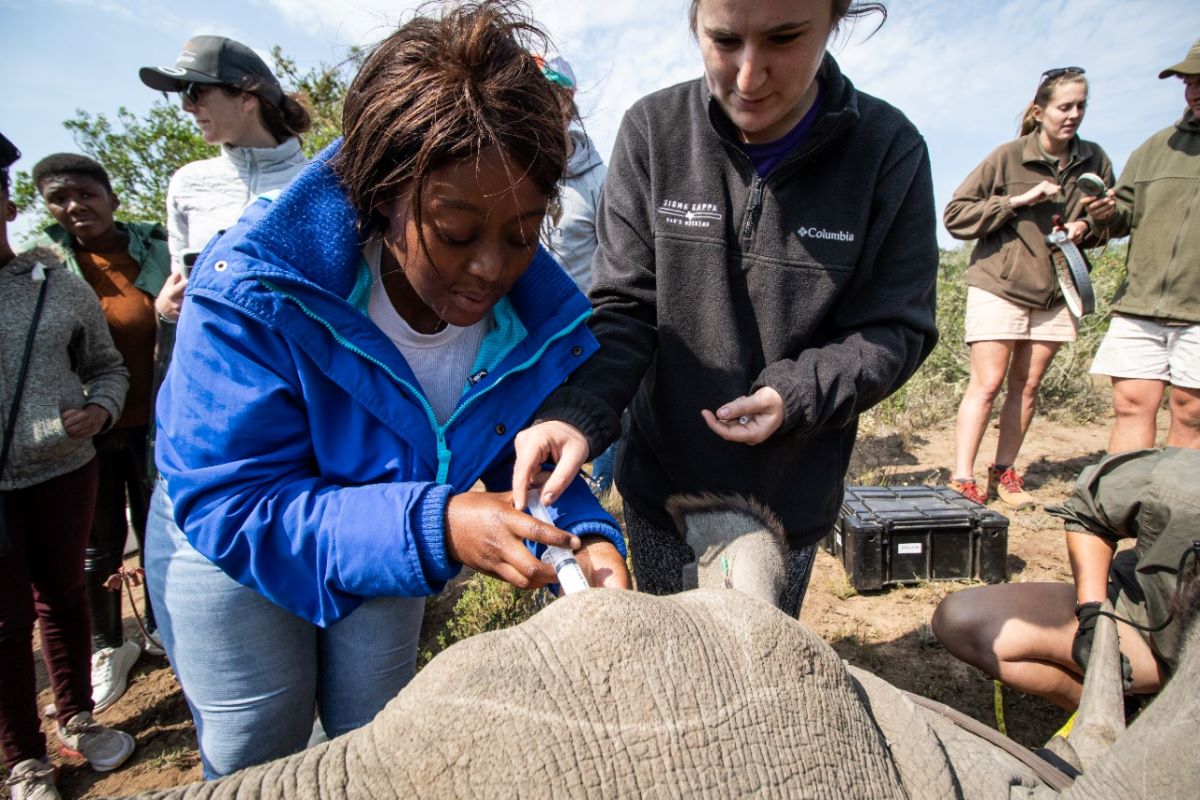Volunteers and conservationist from Be Moved Collective administering a sedative to a rhino for the purpose of performing health checks and attaching a tracker.