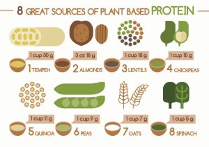 Plant based protein sources