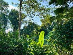 Forest Northern Thailand
