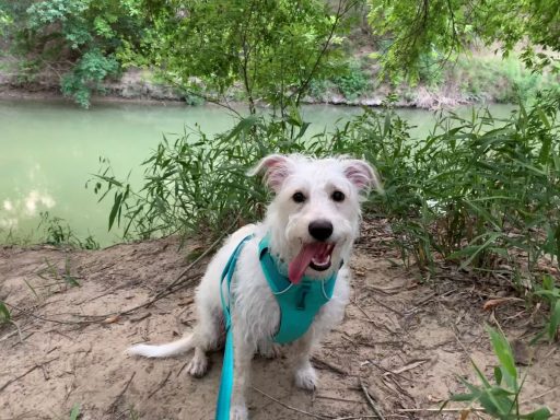 Trail Dogs Photo Gallery – iRunFar