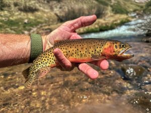 Hardrock 100 course - cutthroat trout