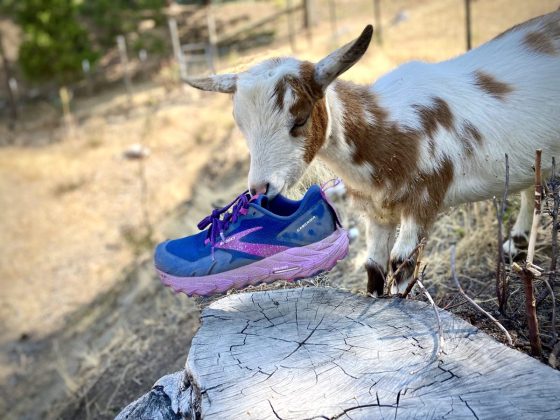 Brooks Cascadia 17 trail shoe in goat's mouth