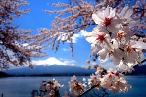 2014 UTMF - Cherry blossoms and Fuji-san