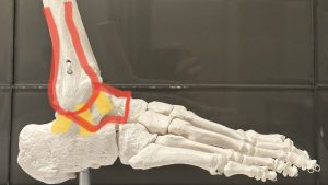 Ankle - lateral side