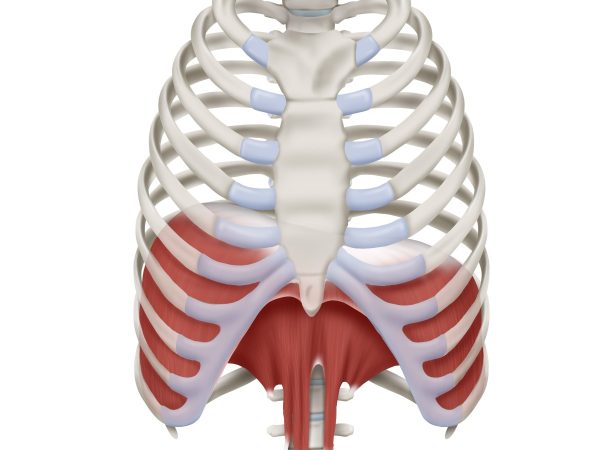 Internal Rib Ring Ribcage Opening Techniques for the Thoracic Spine, A Silent Culprit in ...
