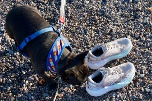 Brooks Caldera 7 - animal auxillary