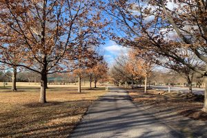 Running path through trees